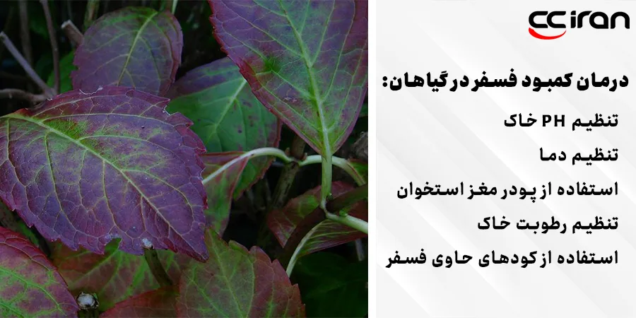 درمان کمبود فسفر در گیاهان